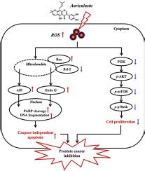 Auriculasin-induced ROS causes prostate cancer cell death via …