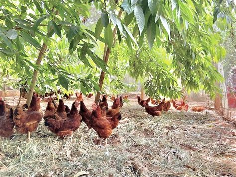 AuroOrchard Auroville on Instagram: "An ordinary omelette with …