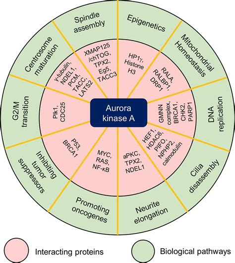 Aurora kinase A, a synthetic lethal target for precision ...