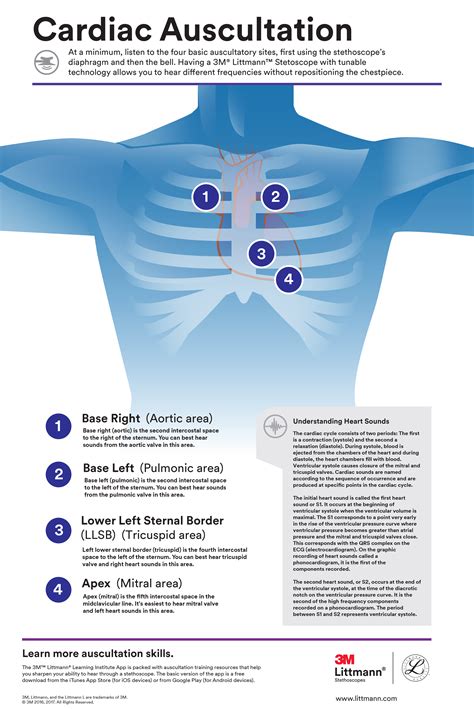 Auscultation pulmonaire — Wikipédia