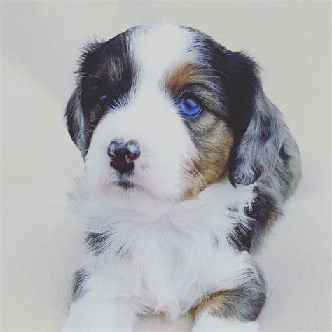 Browse adorable Aussalier Doodle puppies for sale in California from our network of 1,000+ trusted breeders. Live Customer Support. Financing Available. Start your search now!. 