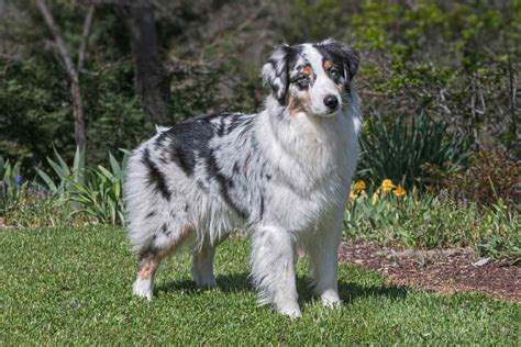 Aussie Hund - Australian Shepherd Guide F&ouml;r Nyb&ouml;rjare 2022