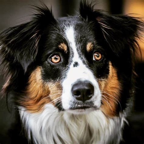 Aussie and border collie mix. Things To Know About Aussie and border collie mix. 