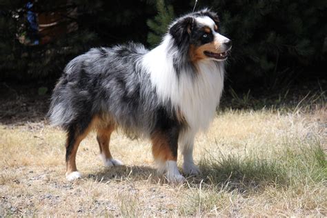 Aussie breeders near me. Things To Know About Aussie breeders near me. 