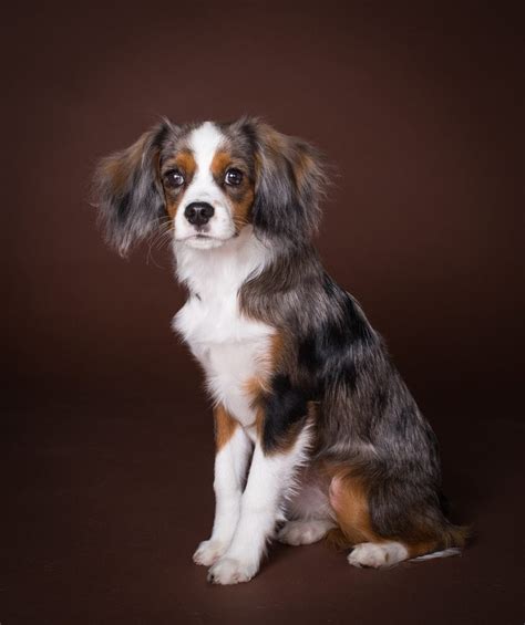Aussie cavalier mix. Submitted by chickencatqueen14: My Australian Shepherd is super reactive and aggressive towards other dogs. He loves the family cat but almost killed her over a piece of dropped spinach. This is not typical behavior for these dogs, but you should still be cautious. Submitted by sarahdriver6: I have a Border Collie Aussie mix and a full Aussie ... 