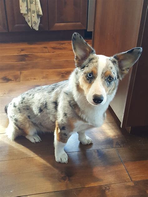 Aussie corgi mix. The Australian Shepherd Corgi mix is a unique breed known for its thick, furry coat. The coat is usually light brown or golden in color, but can also come in a variety of other colors. The coat is thick and dense, making this breed ideal for cold climates. 