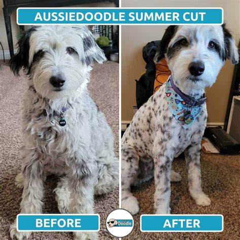 5. Poodle-Inspired Cut. This Bernedoodle haircut 