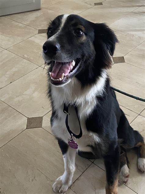 Call 760 744 1675, or 760 672 1675 - Reward Offered - ask for Bill Or Jill. LOST -. on 6-24-08 - Sadie, a Border Collie mix spayed female, got out of her home in the San Diego area - she was last seen near the Mira Mar Air base area - if you see her, please call 858-583-2951 or 951-961-7575. LOST -.