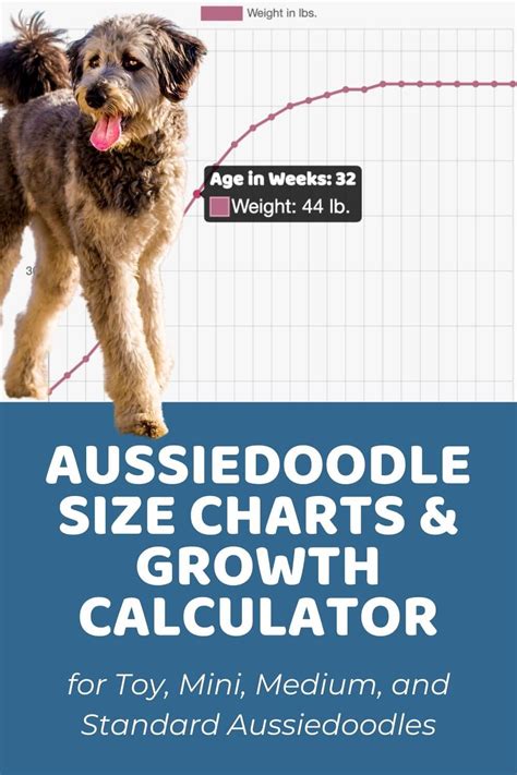In addition to the DNA test, you can use the formulas below to predict growth. Toy Aussiedoodles. Toy Aussiedoodles reach half their adult weight at three and a half months and adult weight at seven and a half to 11 months. Use the formula below to estimate the adult weight of a Toy Aussiedoodle: Adult weight = weight at 15 weeks x 2. 