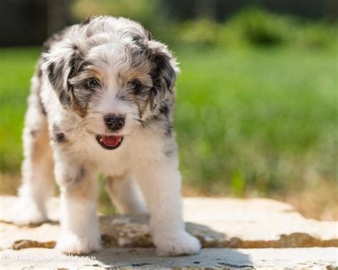 Aussiedoodle Average size. The Aussiedoodle's size varies depending on which breed it takes most after, whether taking after the Australian Shepherd, Standard Poodle, or Toy Poodle. It can be Standard, Miniature, or Toy. The average adult height is around 14-23 inches high and weighs about 25-70 pounds.
