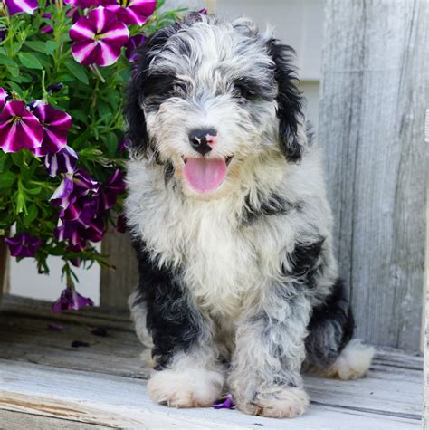 Generally, the Mini Aussiedoodle is 15 inches and under and typically weighs 10-30lbs, whereas the Standard Aussiedoodle is 16 inches and above, and can weigh up to 80lbs. Some reputable breeders may also offer Medium Aussiedoodles, who are usually between 15-21 inches in height and 20-50lbs in weight. How much exercise do Aussiedoodle …. 