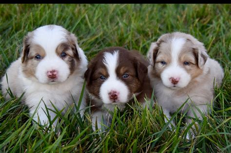 Aussies for sale near me. All of our puppies are raised as members of our family until they're ready to join yours. Find a Miniature Australian Shepherd puppy from reputable breeders near you in Florida. Screened for quality. Transportation to Florida available. Visit us now to find your dog. 
