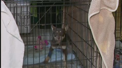 Austin Animal Center receives dozens of positive cases of distemper disease