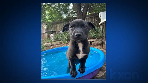 Austin Pets Alive! issues foster appeal amid heat wave