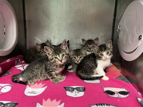 Austin Pets Alive! seeks fosters, 'bottle baby' volunteers during busy start to 'kitten season'