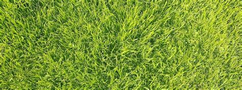 Austin Turf Grass