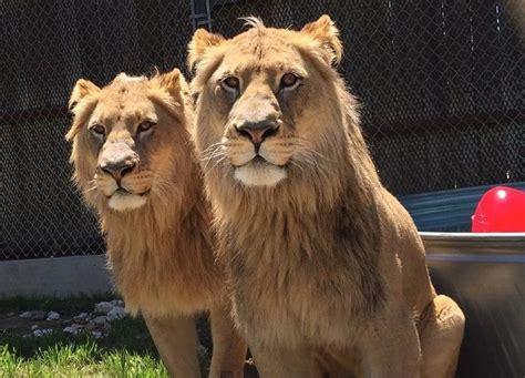 Austin Zoo celebrates 2 lions' 10th birthday