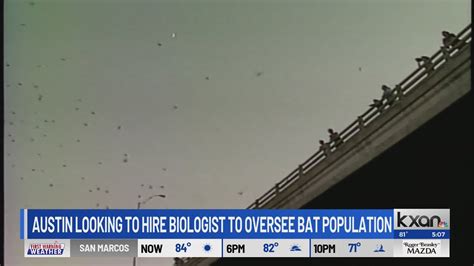 Austin eyeing full-time biologist to oversee city's bat population