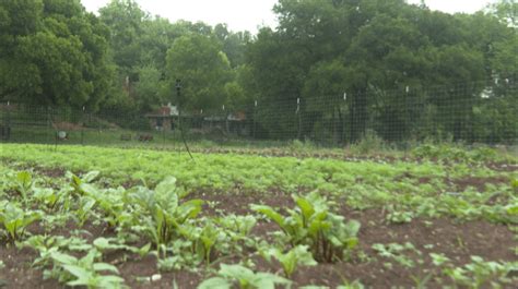 Austin food policy manager worried about future of city's urban agriculture