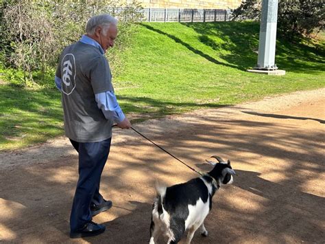 Austin mayor walks goat to promote 'udderly fantastic' trail program