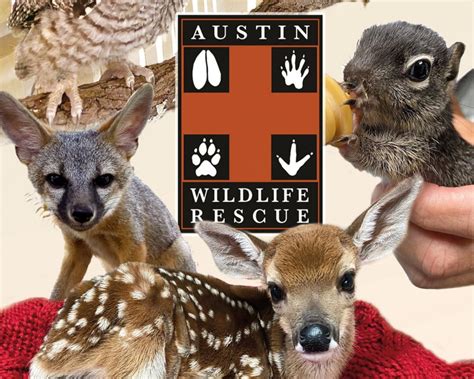 Austin wildlife rescue. Dec 29, 2023 · Legal name of organization: Austin Wildlife Rescue. EIN for payable organization: 74-1951561 Close. EIN. 74-1951561. NTEE code info. Wildlife Sanctuary/Refuge (D34) 