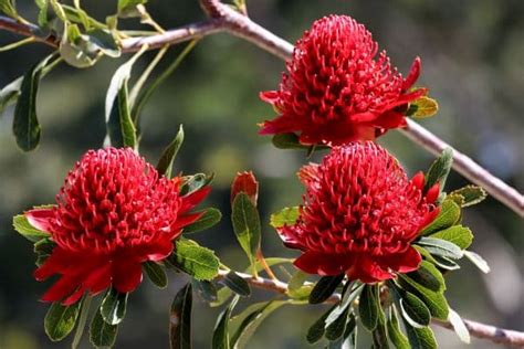 Australia's native flora is