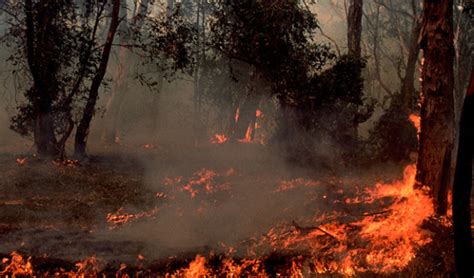 Australia’s colossal bushfires likely made La Niña worse, study finds