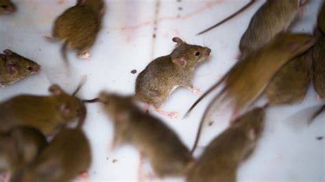 Australia Mouse Plague Farmers