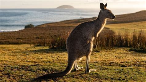 Australia ama tanto a sus canguros que establece cuotas anuales para matarlos