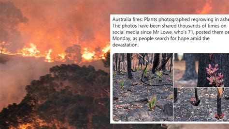 Australia fires: Plants photographed regrowing in ashes