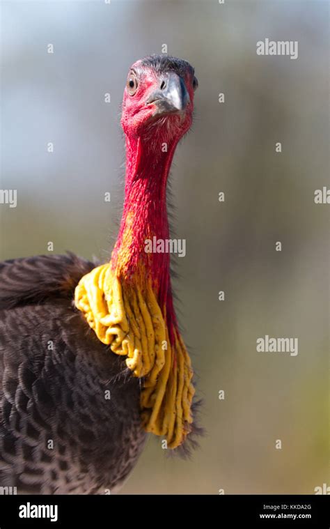 Australian Brush-turkeys, also frequently called the Scrub Turkeys