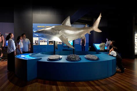 Australian Museum Sharks on Behance