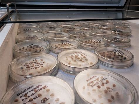 Australian PlantBank behind the scenes: finding seed gold