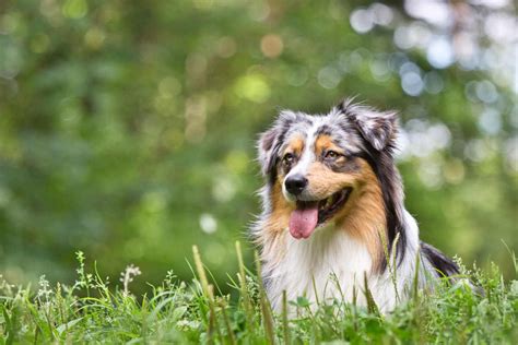 Australian Shepherd: The Pros & Cons of Owning One - YouTube