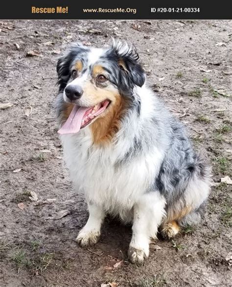 Australian Shepherd Rescue Dogs for Adoption near Portland, …