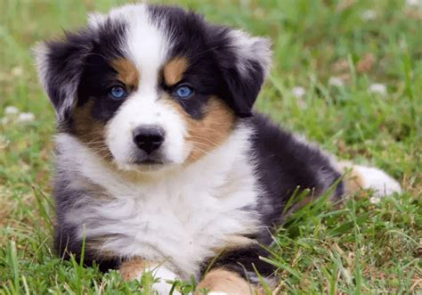 Australian Shepherd puppies for sale in Billings, MT from trusted ...