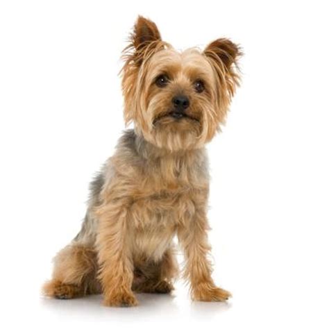 Grooming Silky Yorkies