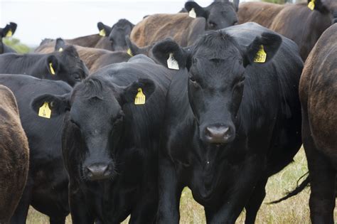 Australian beef among most affordable in global study