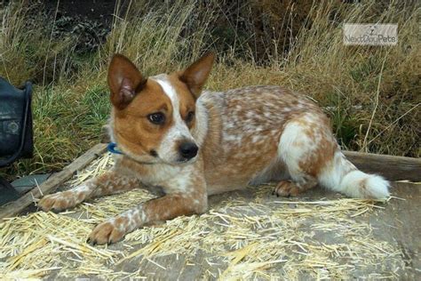Australian cattle dog chocolate. They are a mix of dingo, Smithfield cattle dogs, and other herding breeds. Size: 18-20 inches tall and weigh 40-50 pounds, and females stand 17-19 inches tall and weigh 35-45 pounds. Lifespan: 12 ... 