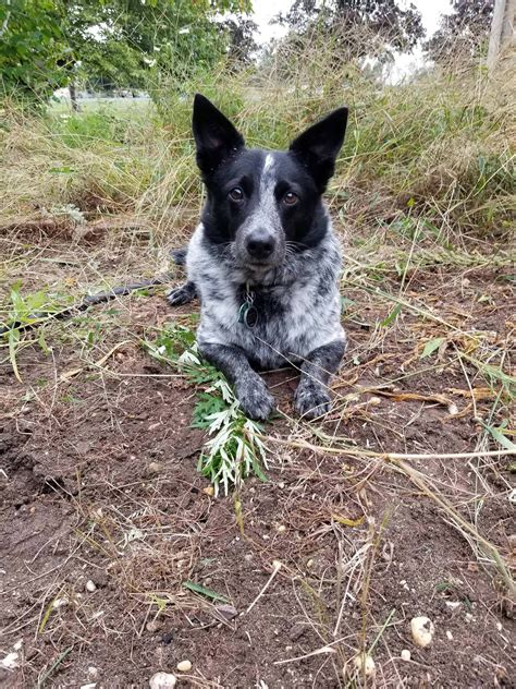 Australian cattle dog dachshund mix. The Australian shepherd outweighs the blue heeler by up to 15 pounds, which means your Texas Heeler puppy may weigh anywhere from 30 to 65 pounds. Although most puppies will weigh somewhere in between, averaging 40 to 50 pounds. Interestingly, both the Australian cattle dog and the Australian shepherd dog can have … 