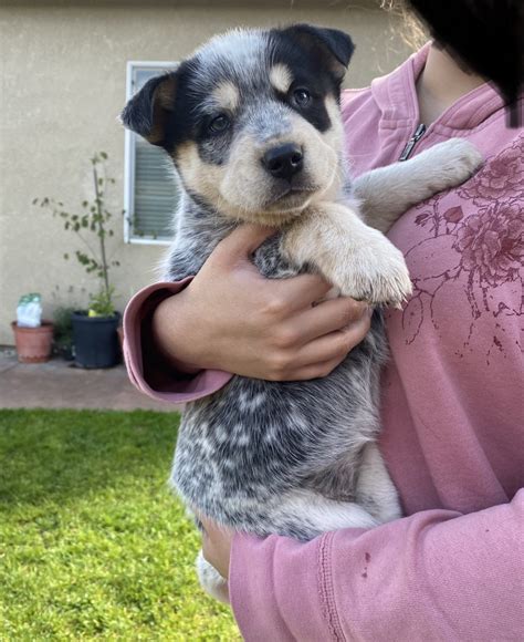 Australian cattle dog puppies for sale california. Stumpy tail Cattle dog x Bullmastiff . Puppies for sale are 12 weeks old and ready for new homes. There are 3 males 2 blue and 1… Livestock, Dogs, Australian Cattle Dog (Heeler) GORDONVALE, North Tropical Coast & Tablelands, QLD. $300.00 $330.00 Inc. GST. 20/10/2023. 810 views. For Sale Listing No. 108622 View details . Red Cattle Pup. This … 