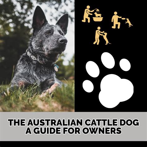 Australian cattle dogs new owners guide to. - Cosmic go a guide to four stone handicap games.