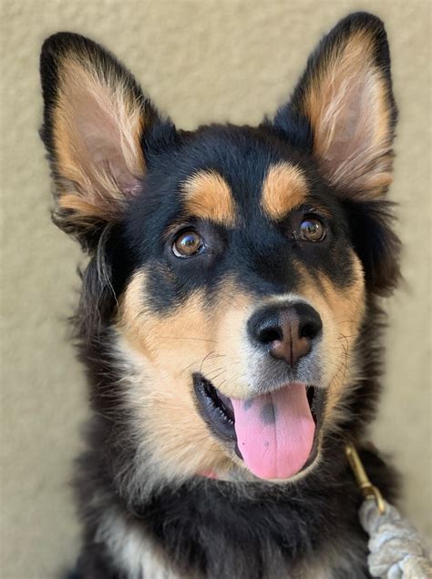 This mixed breed also features the strength and power that is characteristic of both parent breeds. While this may be a downside for some, it comes as a massive benefit for anyone seeking a good mix of a guard dog and a companion. Photo Image: @ akela.thegermanaussie. This German Aussie Shepherd mix is a great example of this mixed breed dog.