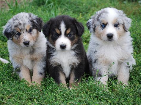 Australian shepherd Puppies For Sale - Mr n Mrs Pet