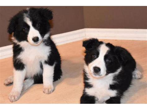 New Cl A ssifie d £350 Each For Sale 3 collie pups for sale 2 boys and 1 girl. This advert is located in and around Hope Valley, Derbyshire. 3 short haired border collie puppies ready to leave mum 1 girl which is the black one in pics and 2 boys farm bred looking for good homes only born from a litter of 5 Born 7/8/23. 