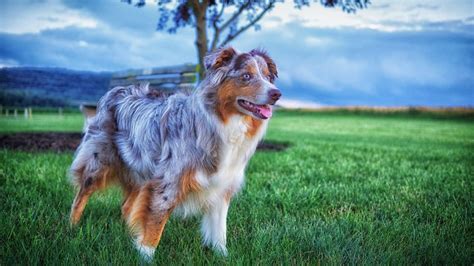 Australian shepherd grooming. Mini Australian Shepherds come in a variety of colors and patterns, but they all have long coats that need a lot of grooming and care. In the 1960s small Australian Shepherds were used to found the Miniature American Shepherd breed. But, a lot of people are still confused about the difference between a mini and a … 