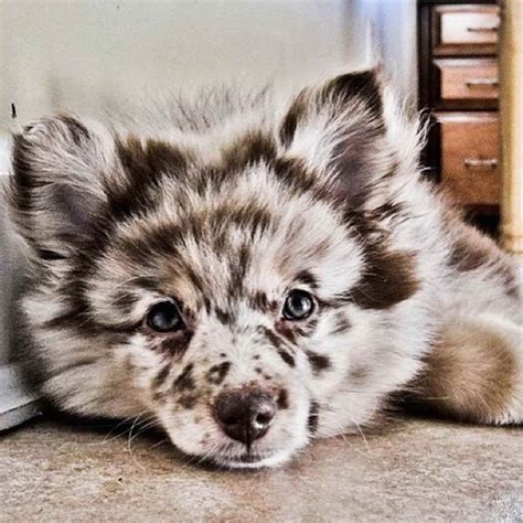 3-Blue Merle 3-Red Merle 1-Black and White Bicolor Text (337)2268926 for more info Full Blood/ Non-registered. View Details. $500.. 