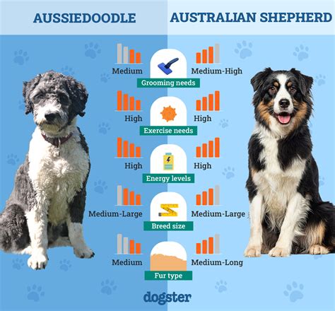Australian shepherd mini price.  Similarities and differences between Aussiedoodle vs German S...