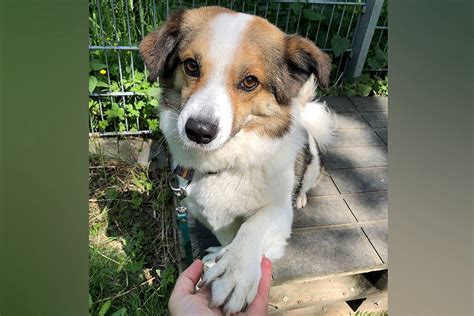 Australian shepherd mix tierheim