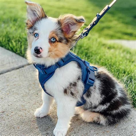 Australian Corgi mixes generally stay close to the size of the Corgi. They’re the smaller of the two parent breeds. In our own experience: You can expect them to be 10-13 inches tall and weigh between 20-30 pounds. Their head will most likely be round with two cute triangles for ears.. 